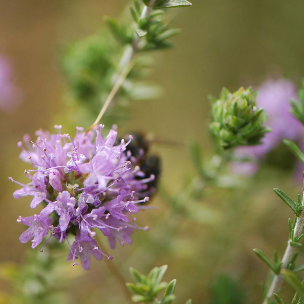 Tomillo andaluz​ - Thymus capitatus