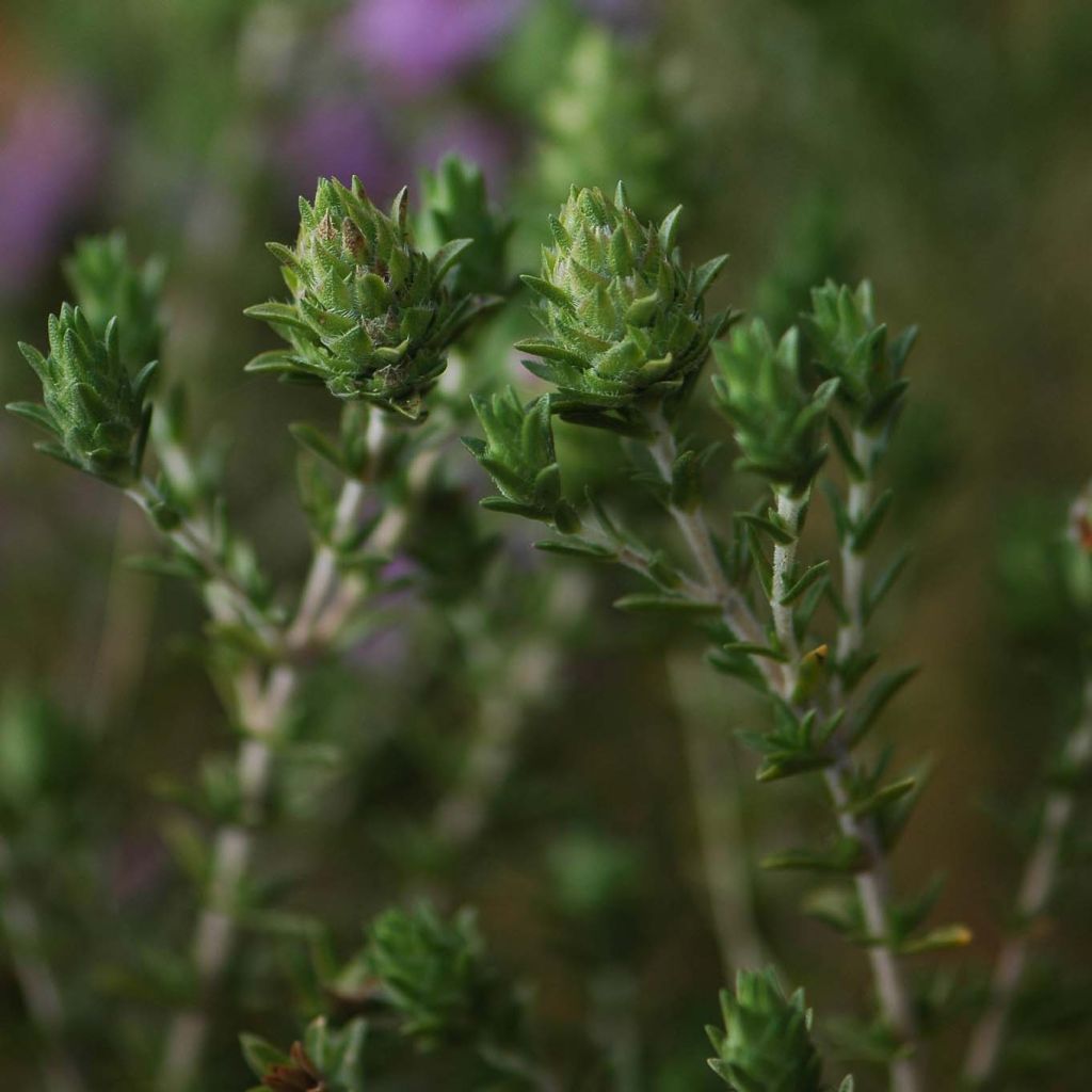 Thymus capitatus - Thym à têtes.