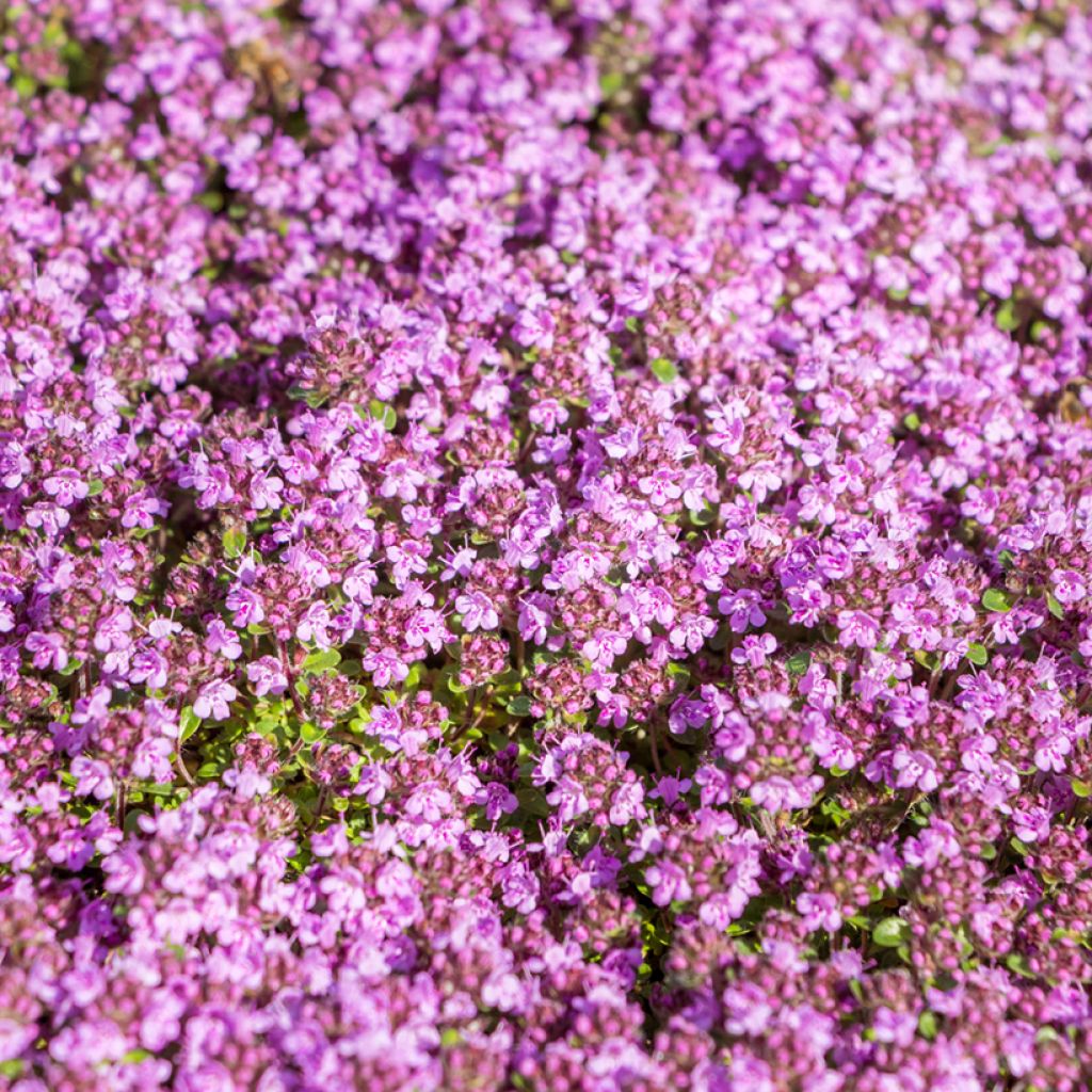 Thymus praecox Red Carpet - Thym précoce