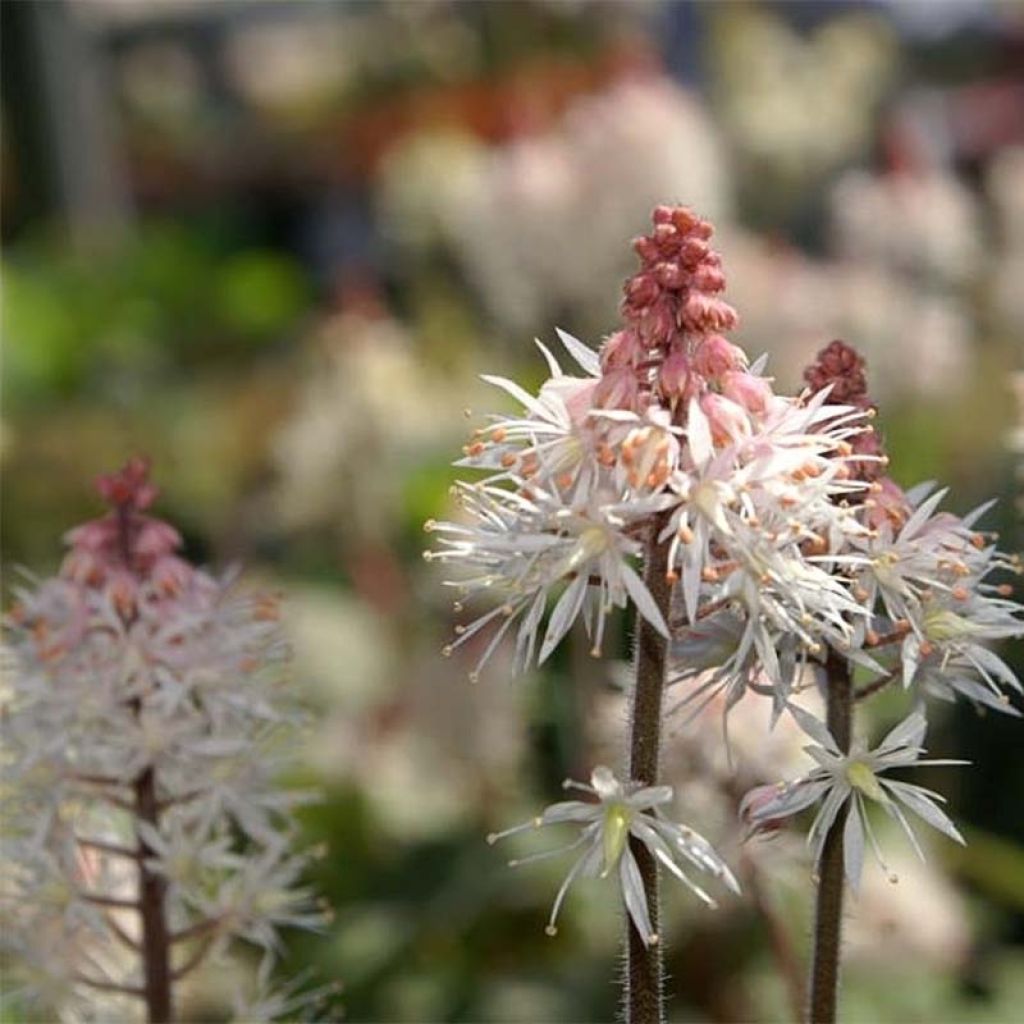 Tiarella Spring Symphony - Tiarelle