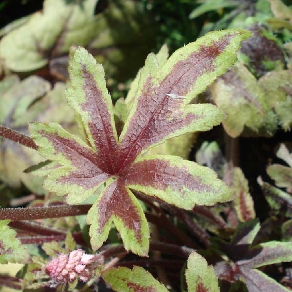 Tiarelle Hybride - Tiarella Ninja