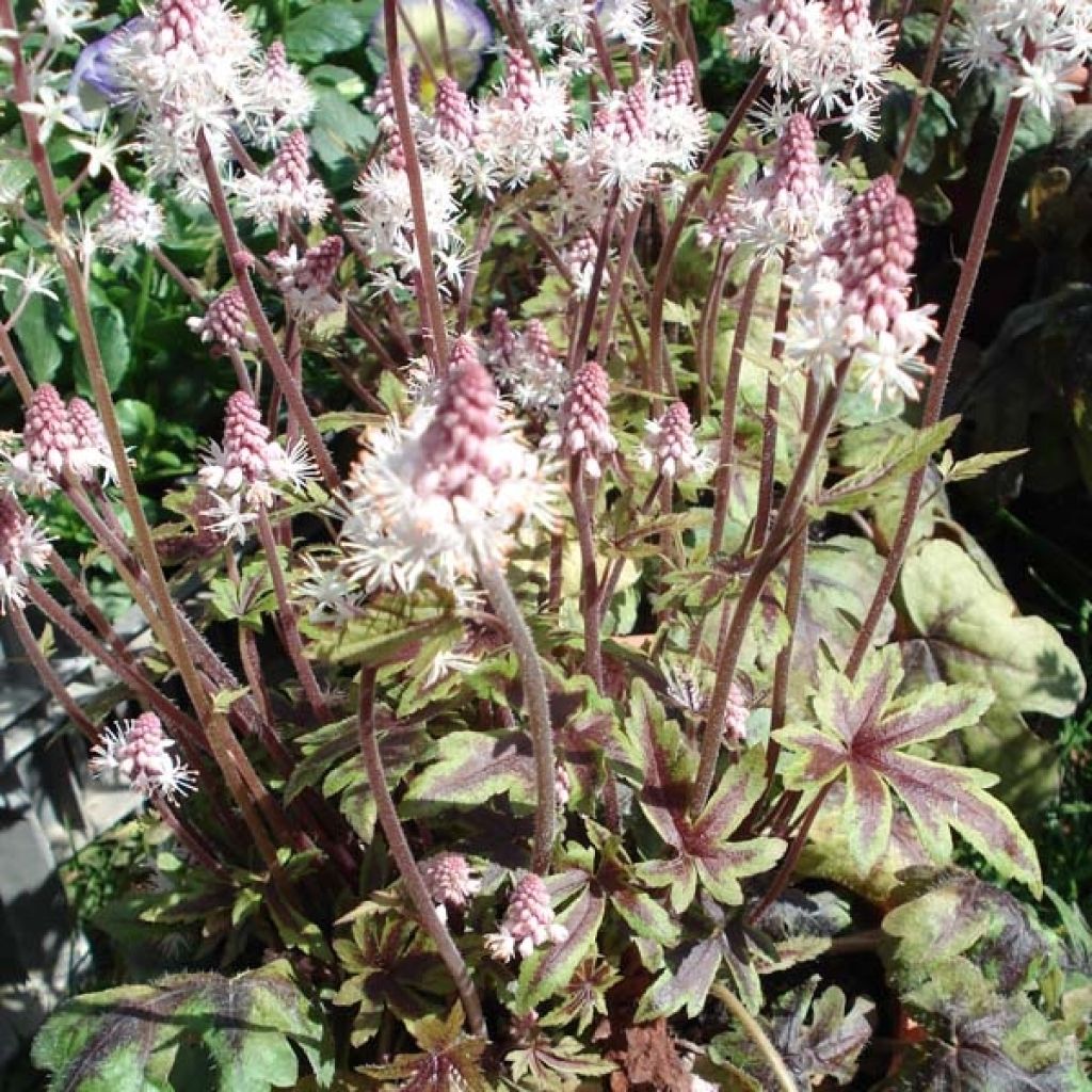 Tiarelle Hybride - Tiarella Ninja