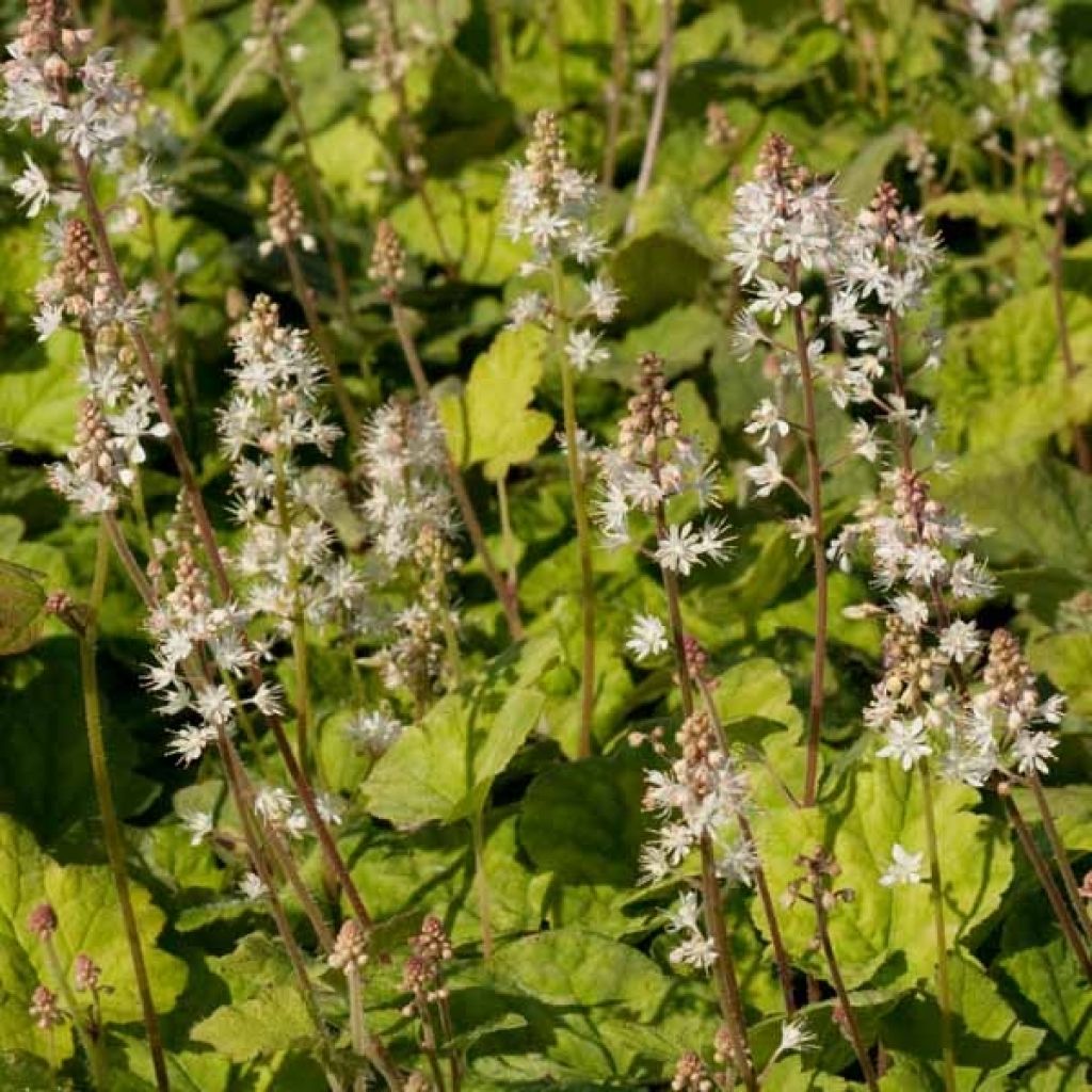 Tiarelle - Tiarella wherryi