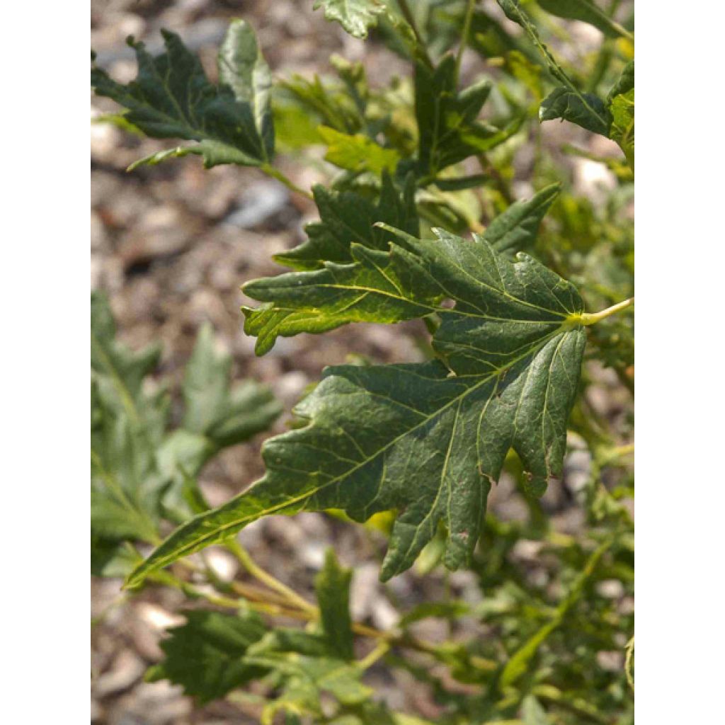 Tilia platyphyllos Henryk Eder