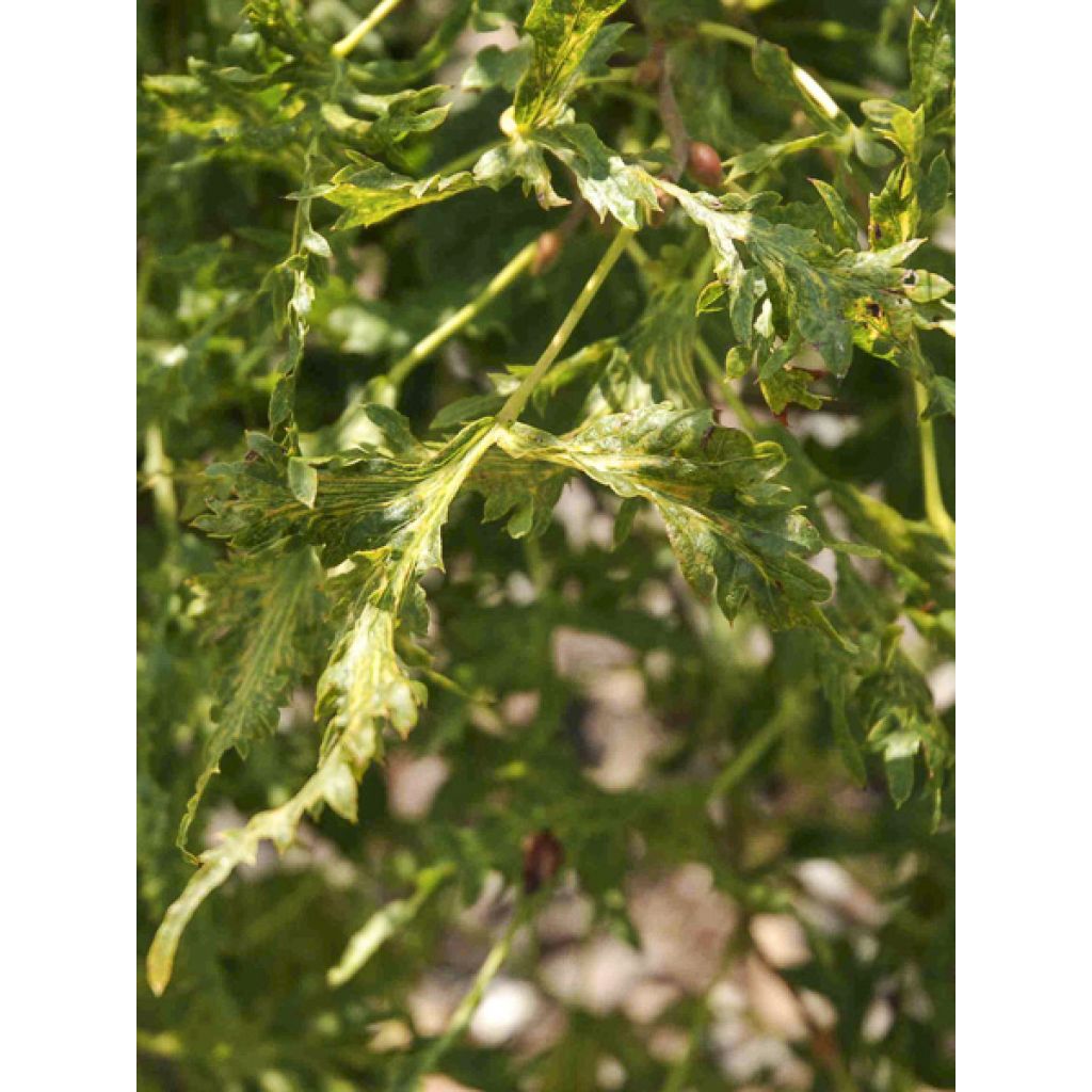 Tilia platyphyllos Henryk Eder