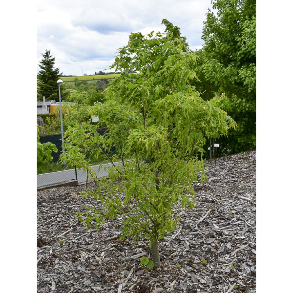 Tilia platyphyllos Henryk Eder