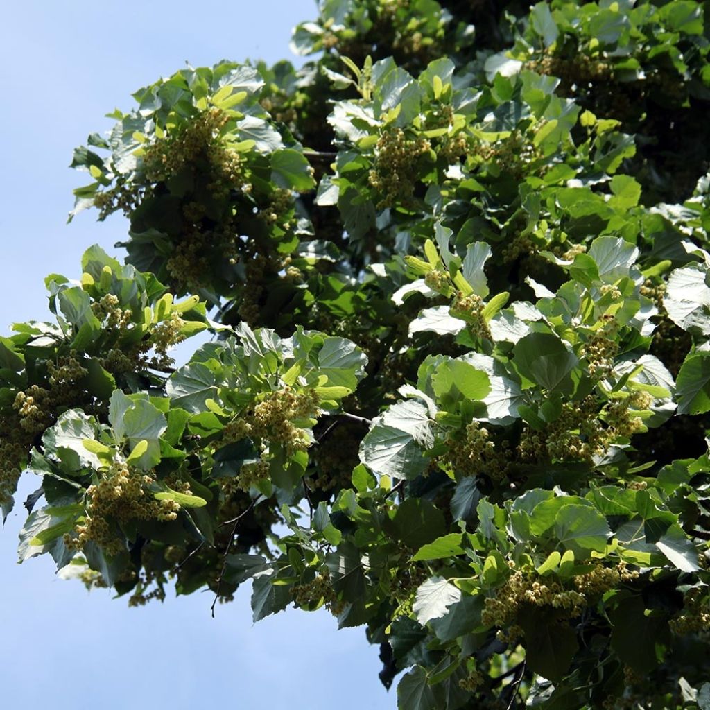 Tilleul à grandes feuilles - Tilia platyphyllos