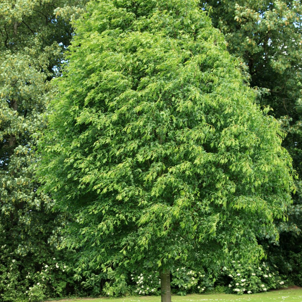 Tilia platyphyllos Laciniata