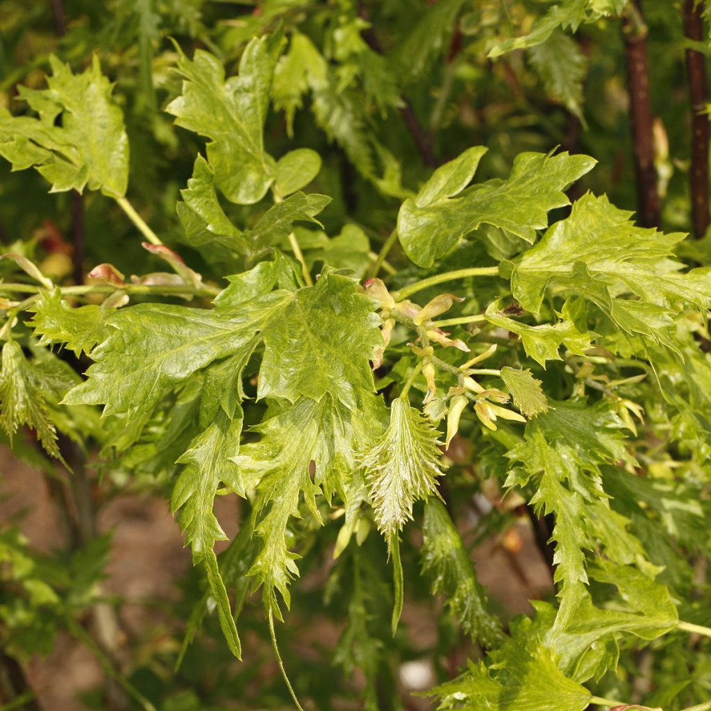 Tilia platyphyllos Henryk Eder