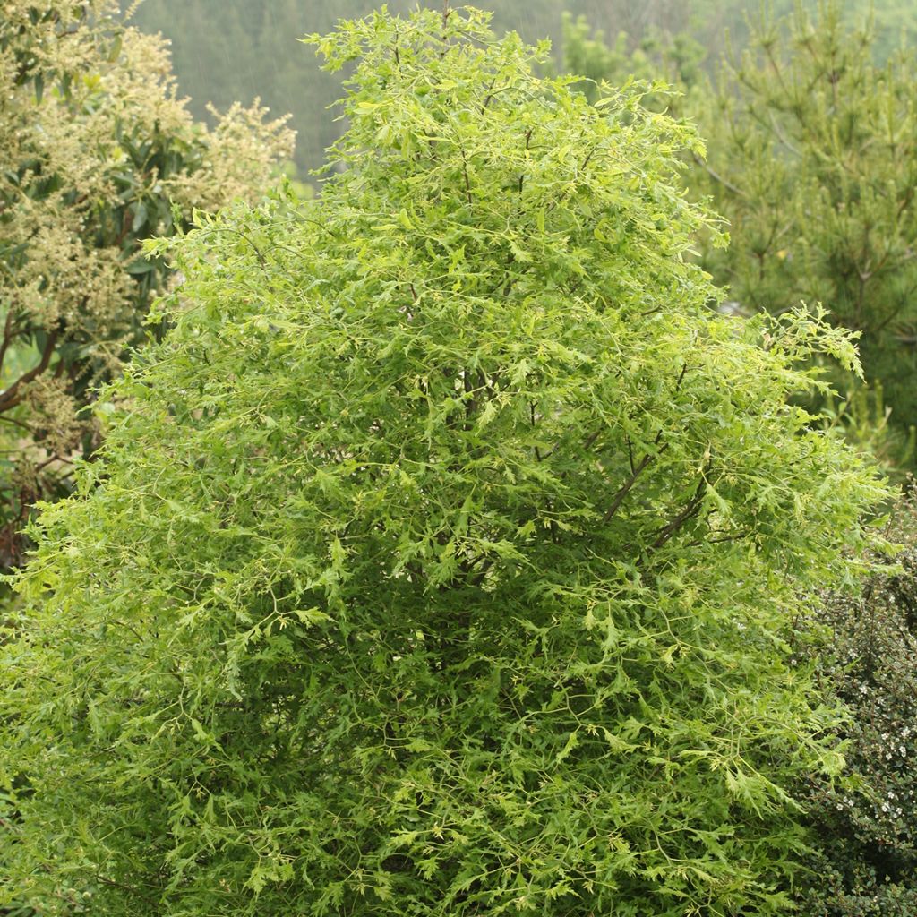 Tilia platyphyllos Henryk Eder