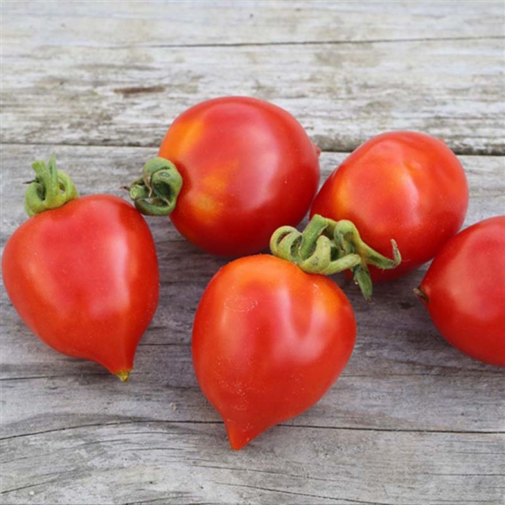 Tomate Borgo Celano NT - Ferme de Sainte Marthe