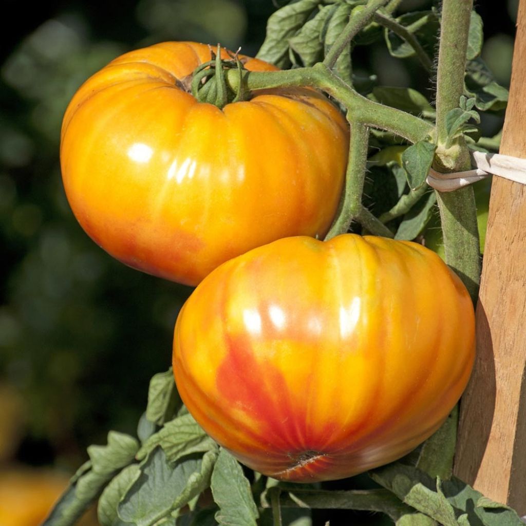 Tomate Buffalo Sun en mini-mottes