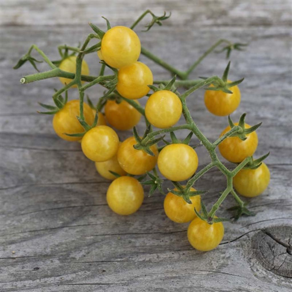 Tomate Champagne NT - Ferme de Sainte Marthe