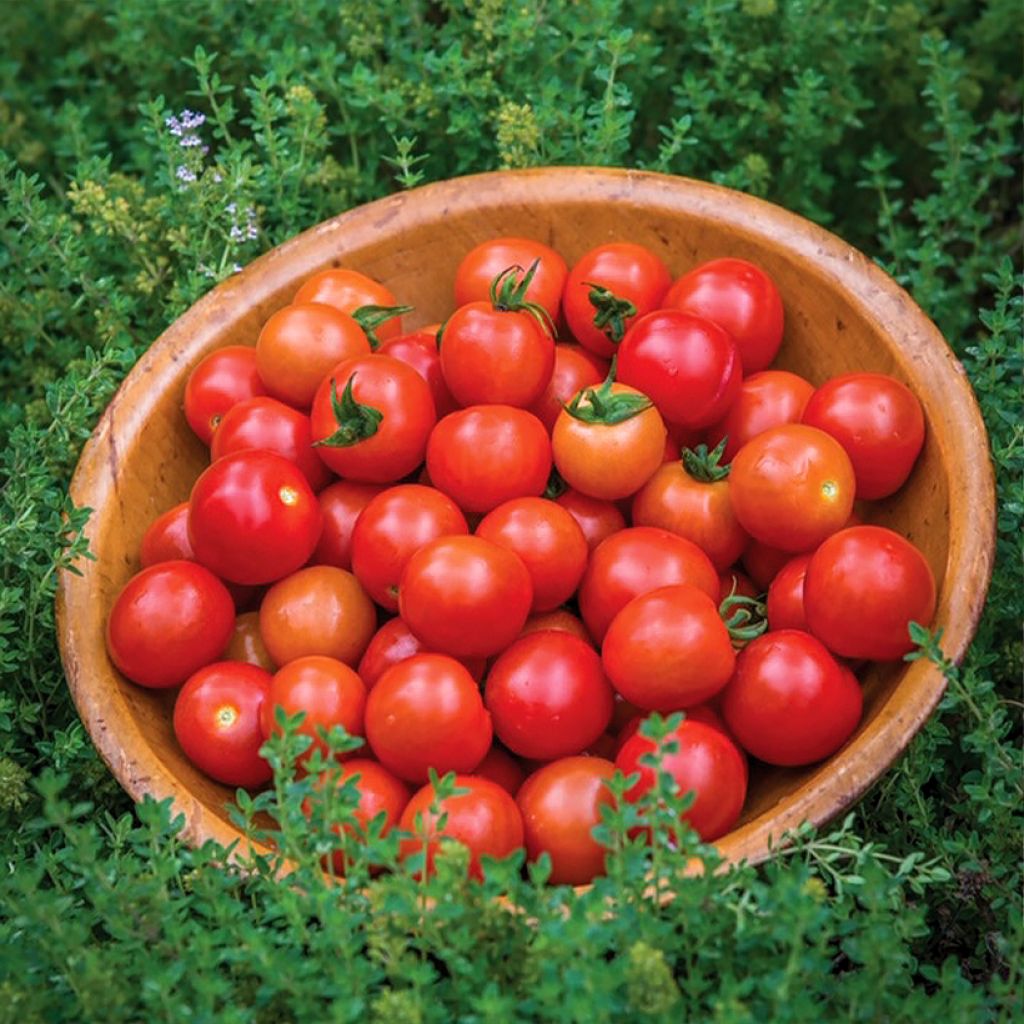 Tomate cherri Consuelo F1