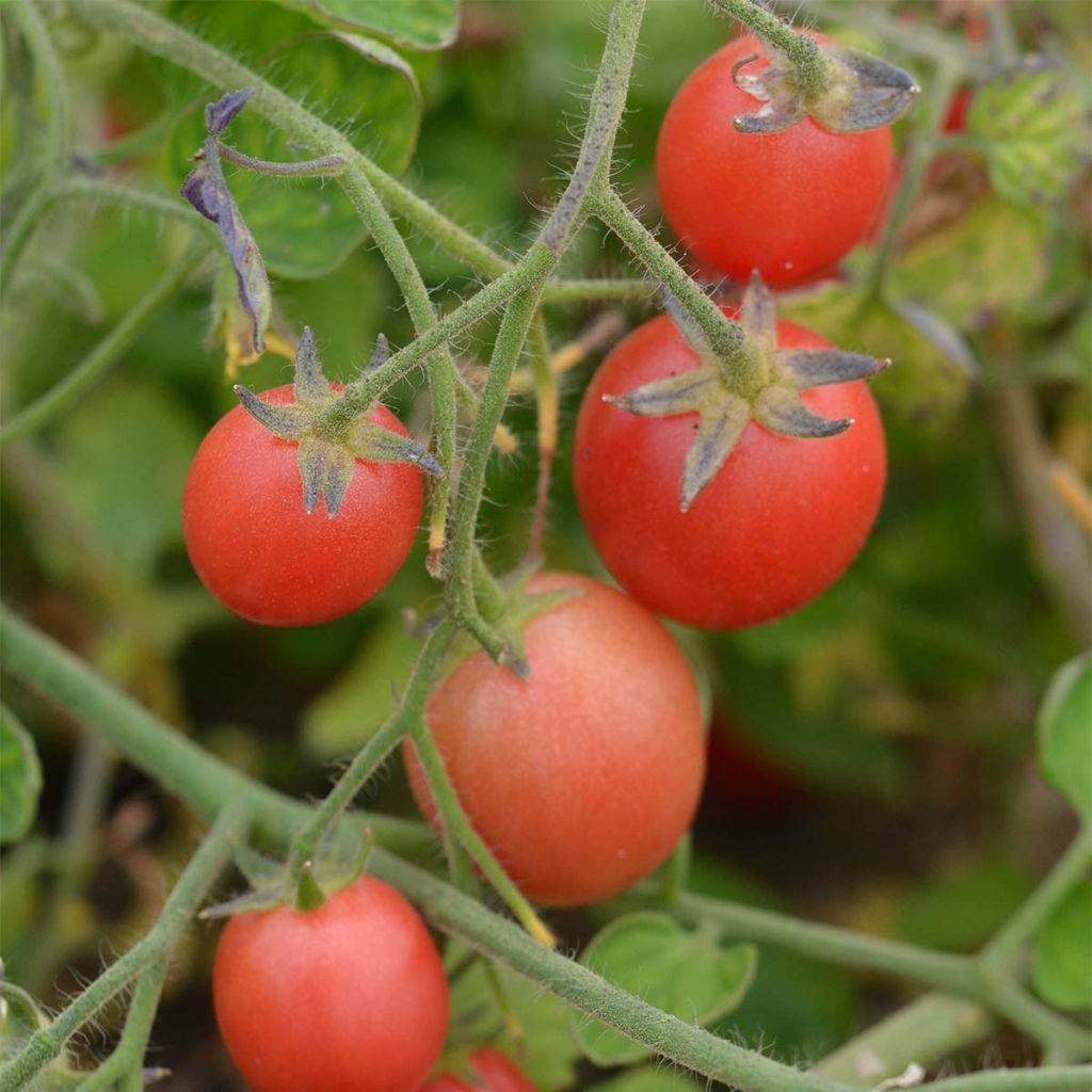 Tomate Ditmarscher 'Suspension Rose' - Ferme de Sainte Marthe 