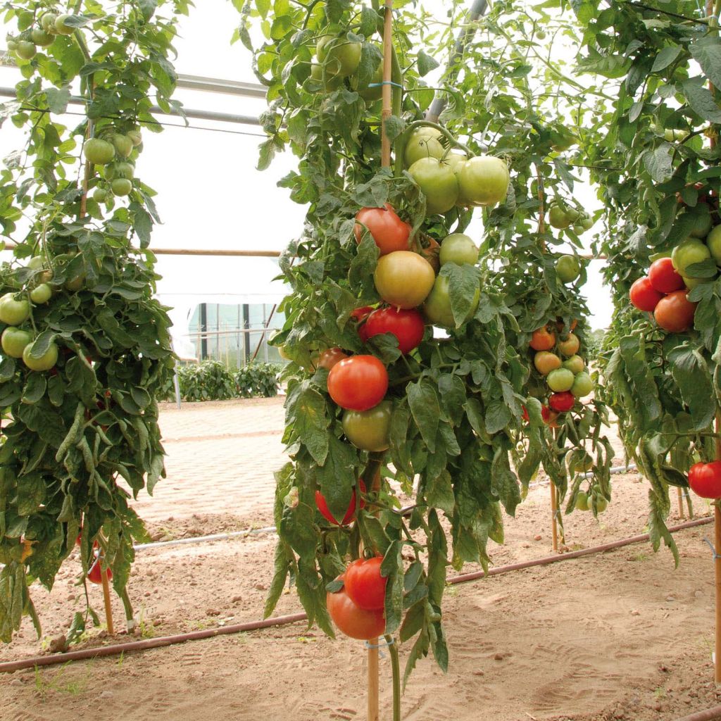 Tomate Fantasio F1