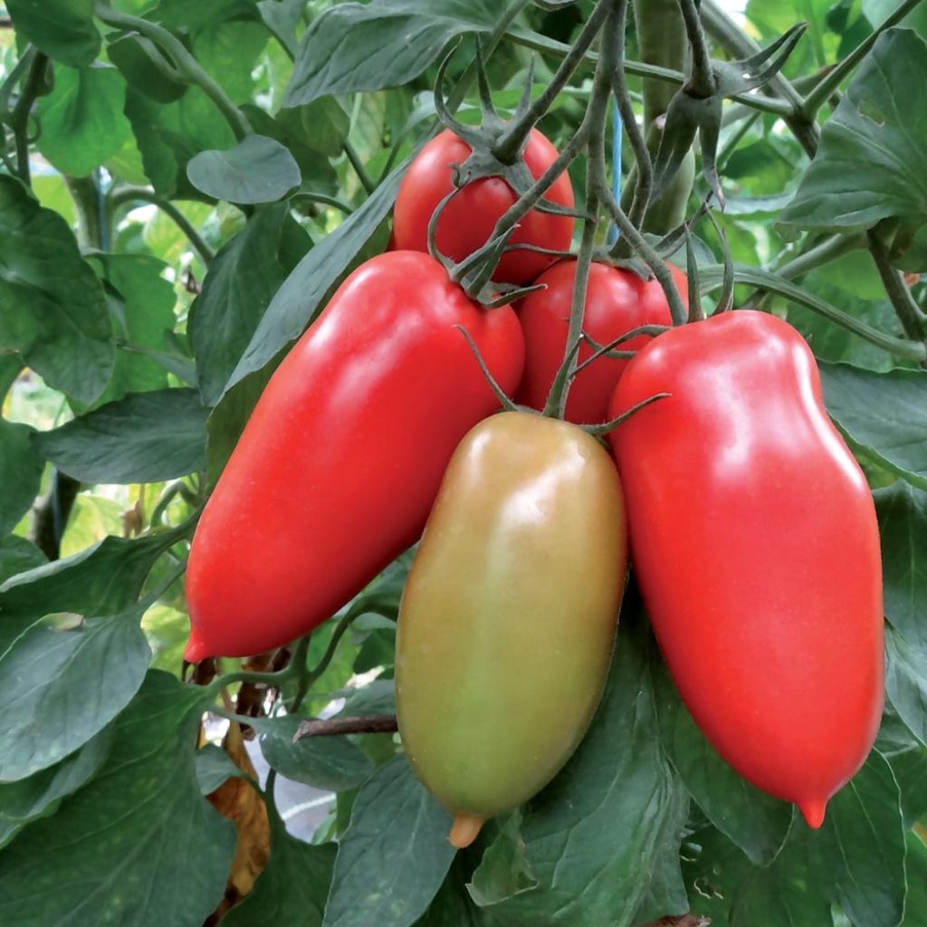 Tomate Gagliardo F1 en plants GREFFES