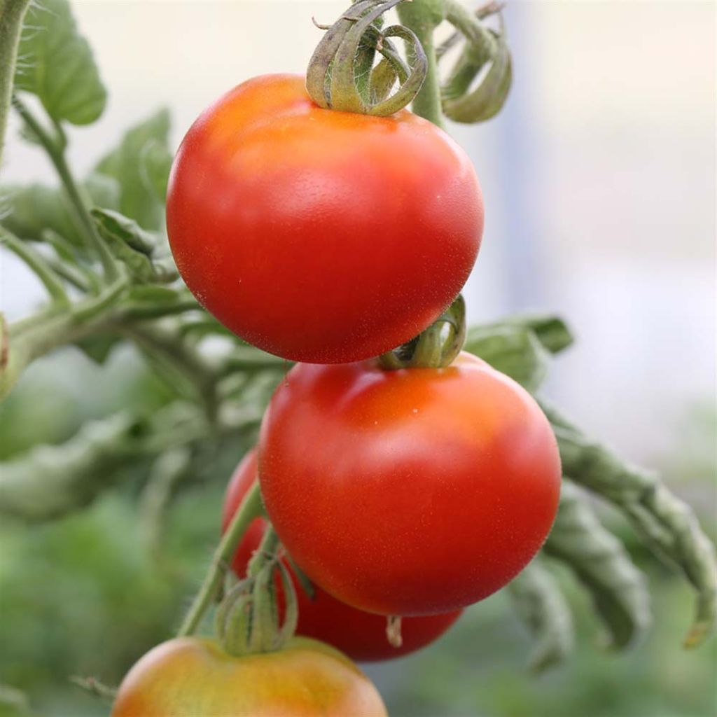 Tomate Gloire de Versailles NT - Ferme de Sainte Marthe