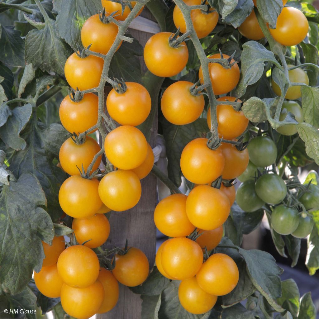 Tomate Goldwin F1 en plants - Tomate-cerise