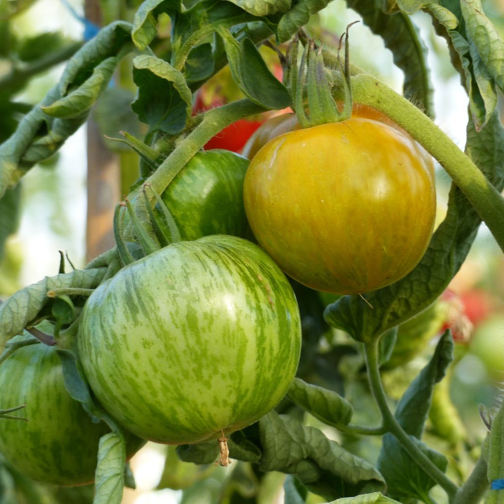 Tomate Green Zebra en plants