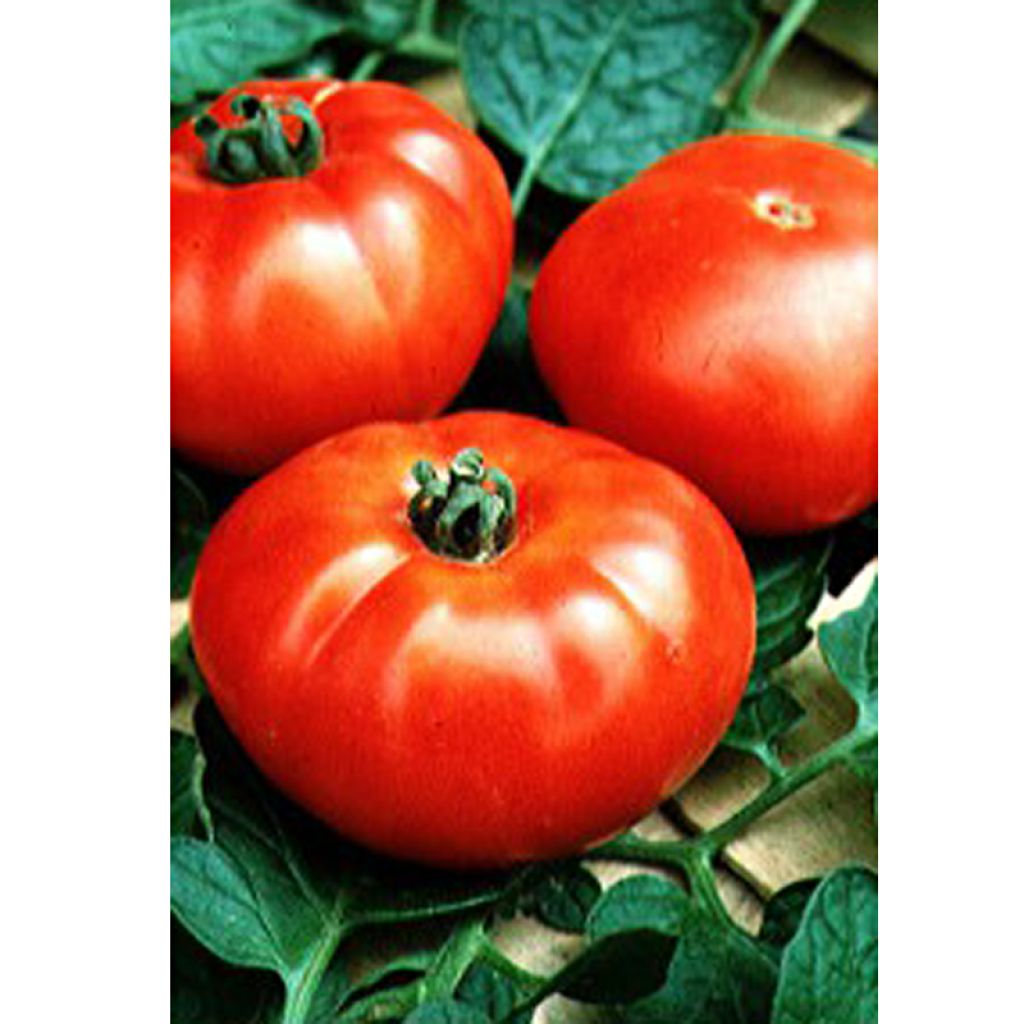 Tomate Marmande