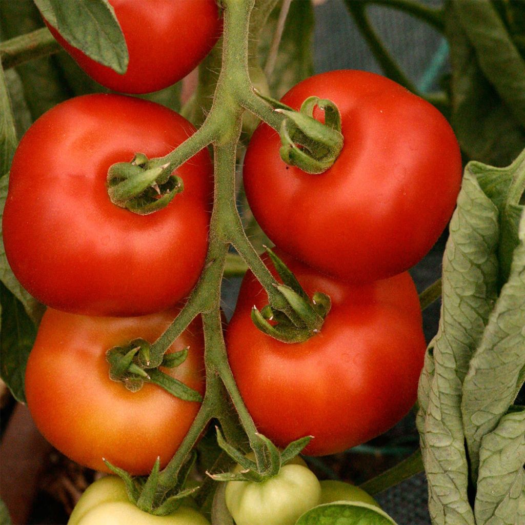 Tomate Matina Bio - Ferme de Sainte Marthe