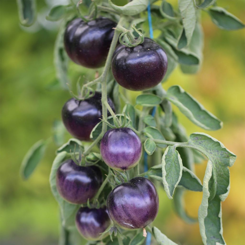 Tomate Osu Blue P20 ou Bleue P20 NT - Ferme de Sainte Marthe