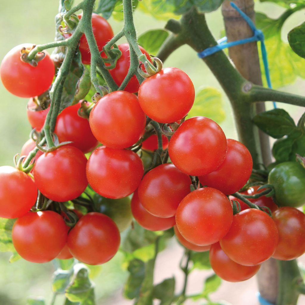 Tomate Pepe F1 - Solanum lycopersicum  