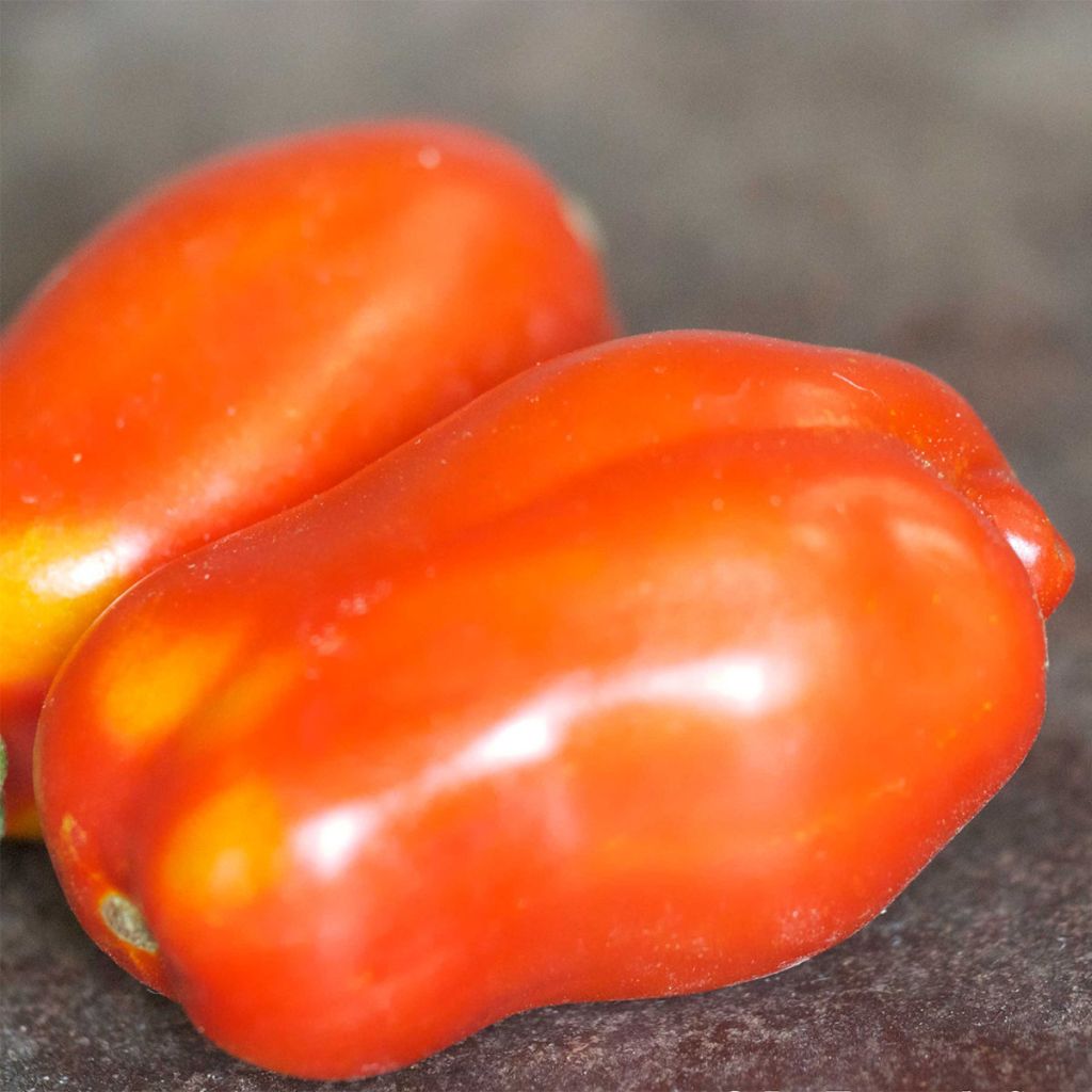 Tomate San Marzano 2 Bio - Ferme de Sainte Marthe