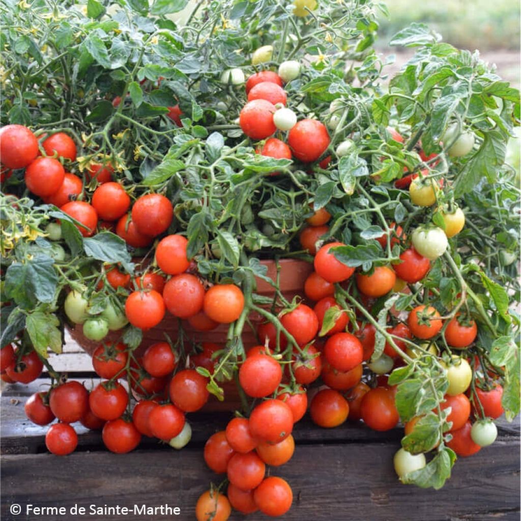 Tomate cocktail Maskotka Bio - Ferme de Sainte Marthe