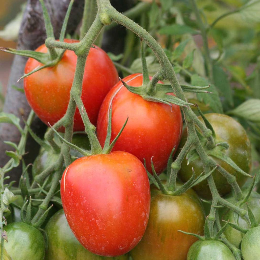 Tomate de Berao Bio - Ferme de Sainte Marthe