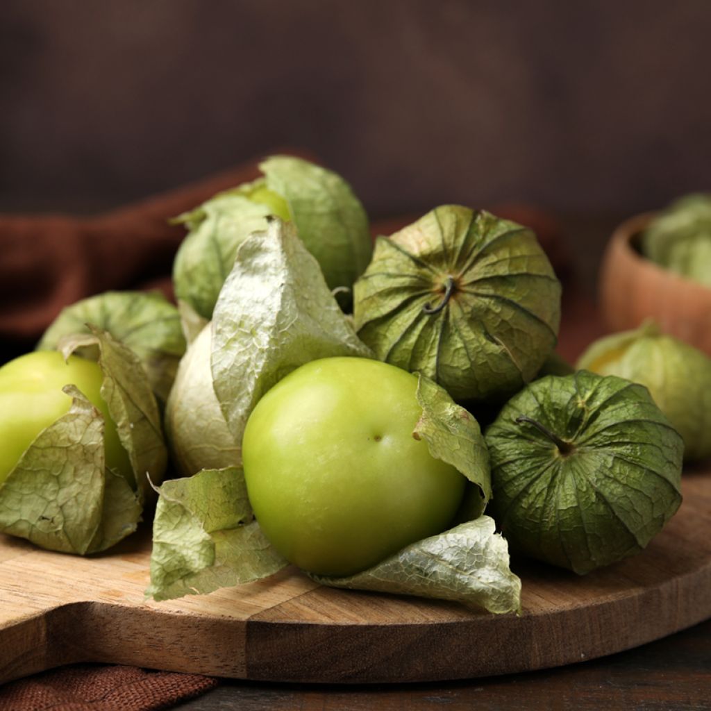 Tomate verde Bio - Ferme de Sainte Marthe