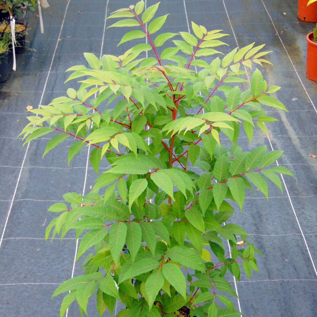 Toona sinensis Flamingo - Caoba china