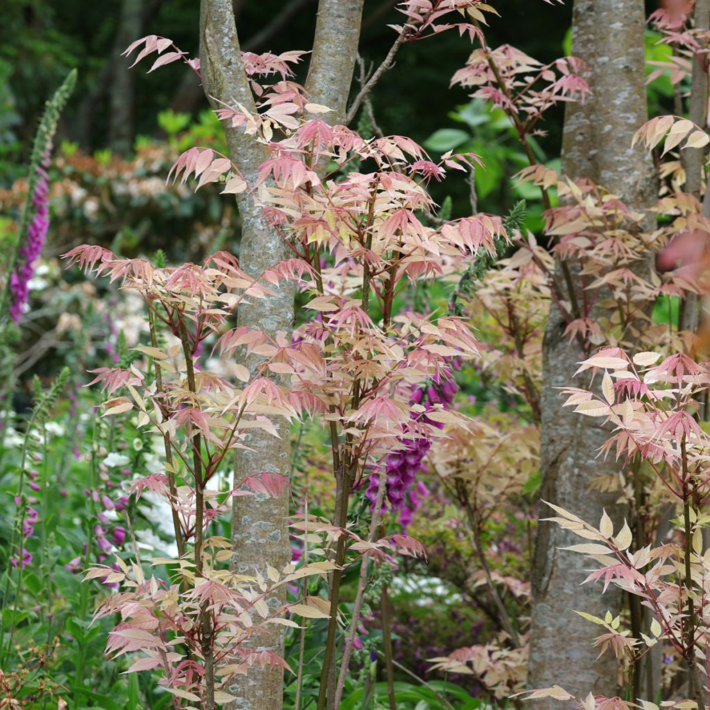 Toona sinensis Flamingo - Caoba china