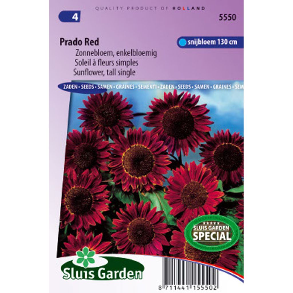 Tournesol Prado Red - Helianthus annuus