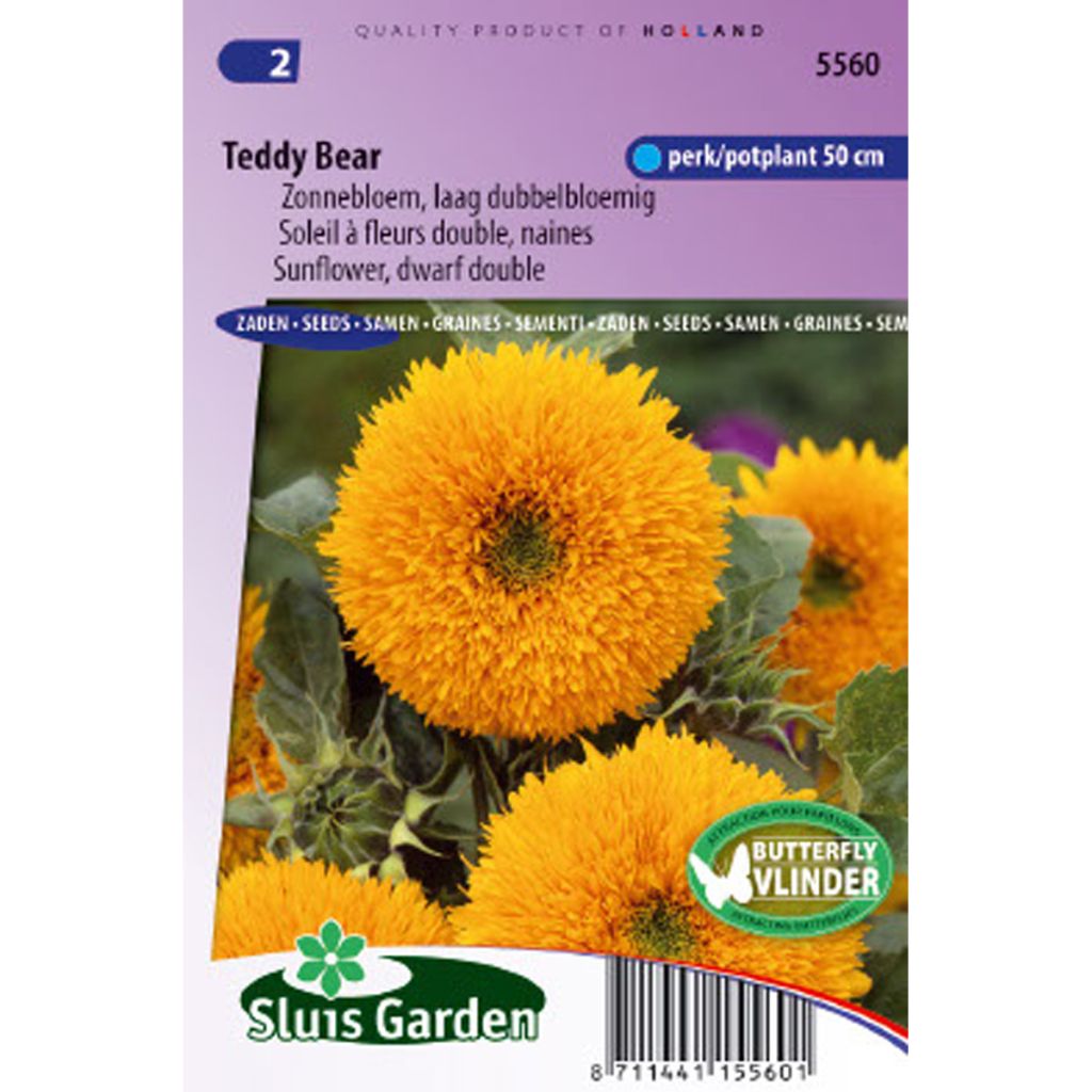 Tournesol nain Teddy Bear - Helianthus annuus