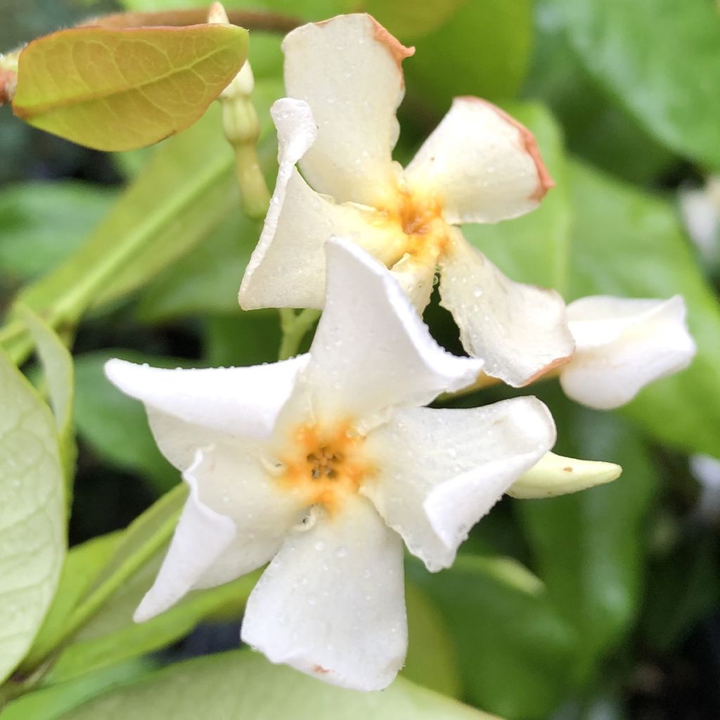 Trachelospermum Star of Toscane - Jasmin étoilé