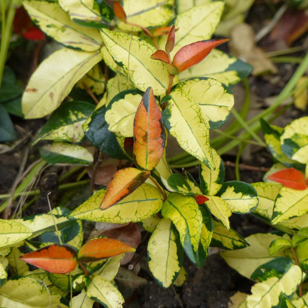 Trachelospermum asiaticum Ogon-Nishiki - Jasmin étoilé