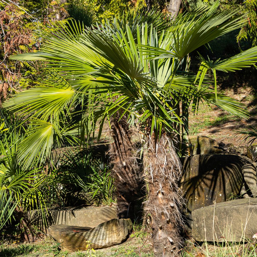 Palmito elevado - Trachycarpus fortunei