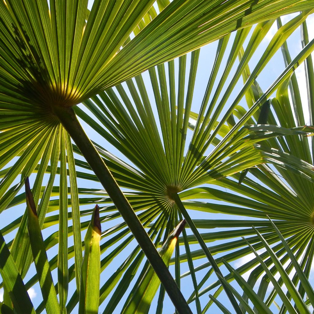 Palmito elevado - Trachycarpus fortunei