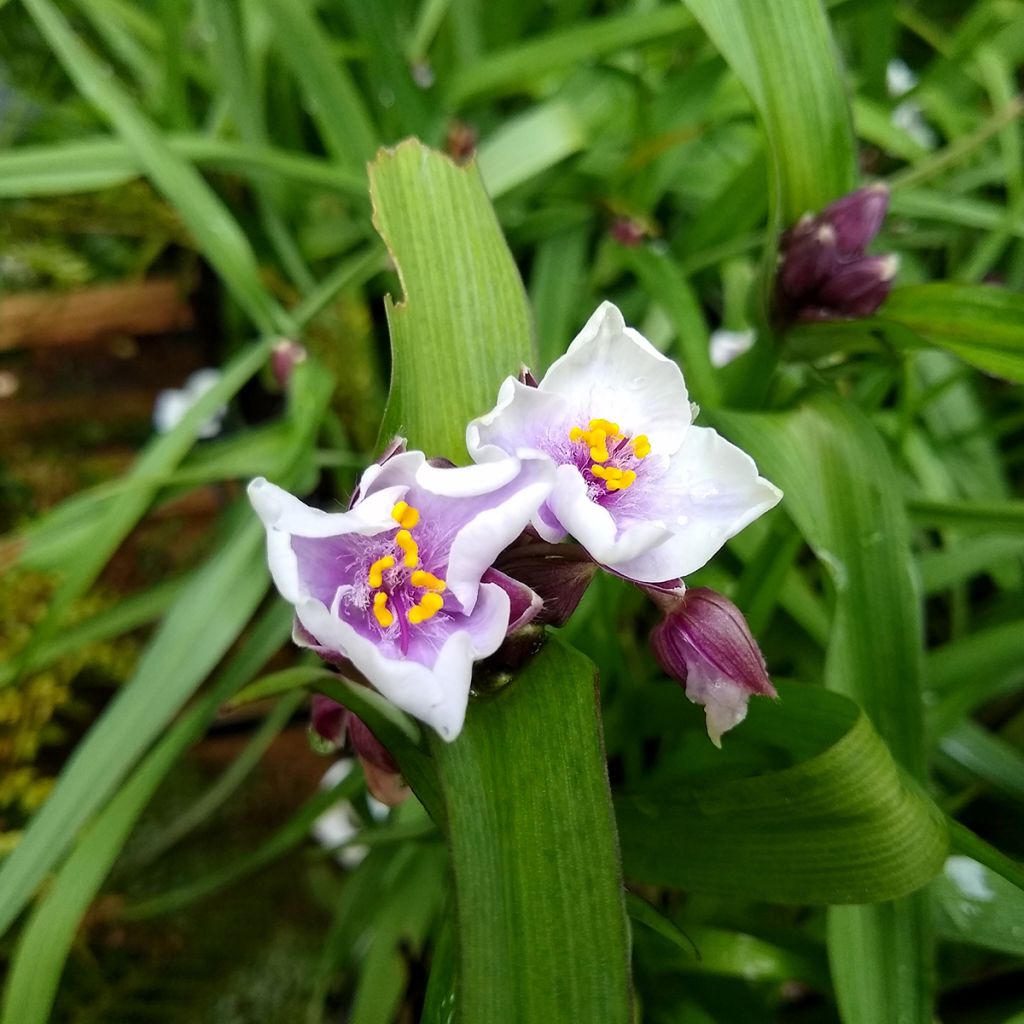 Tradescantia andersoniana Bilberry Ice