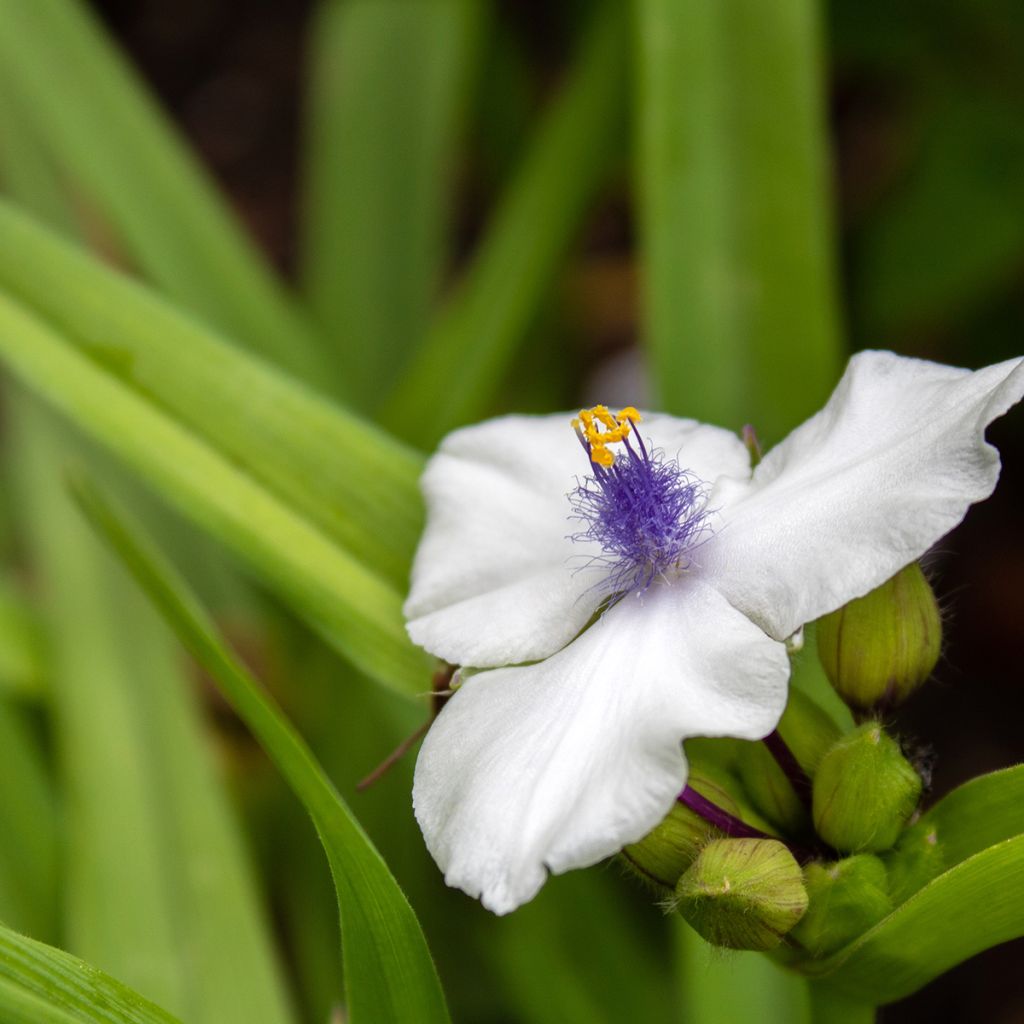 Tradescantia andersoniana Osprey