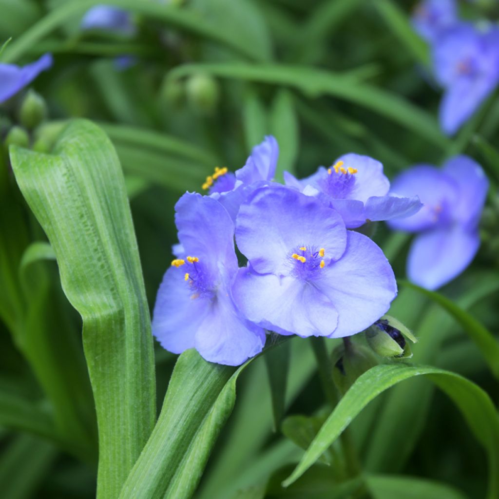 Tradescantia andersoniana Ocean Blue