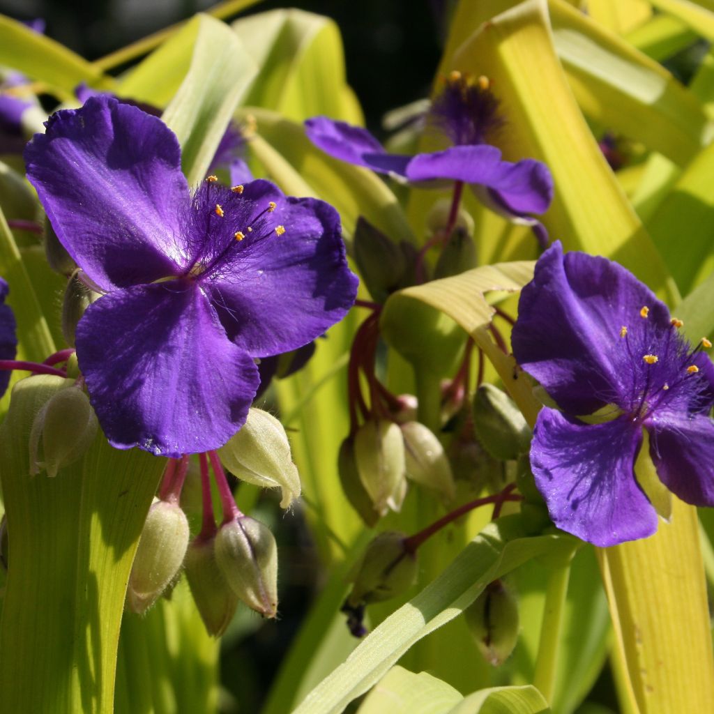 Ephémère de Virginie, Tradescantia andersoniana Blue and Gold