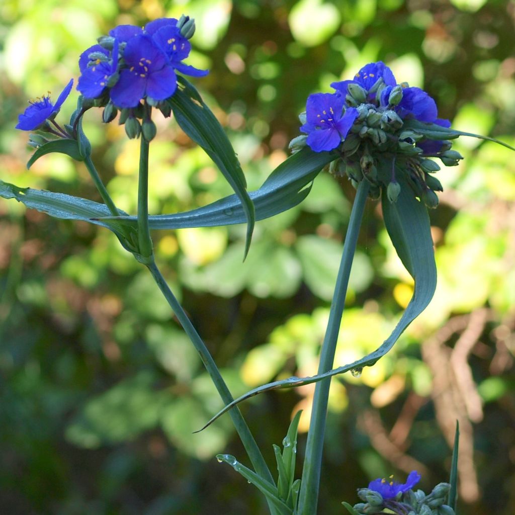 Tradescantia andersoniana Isis