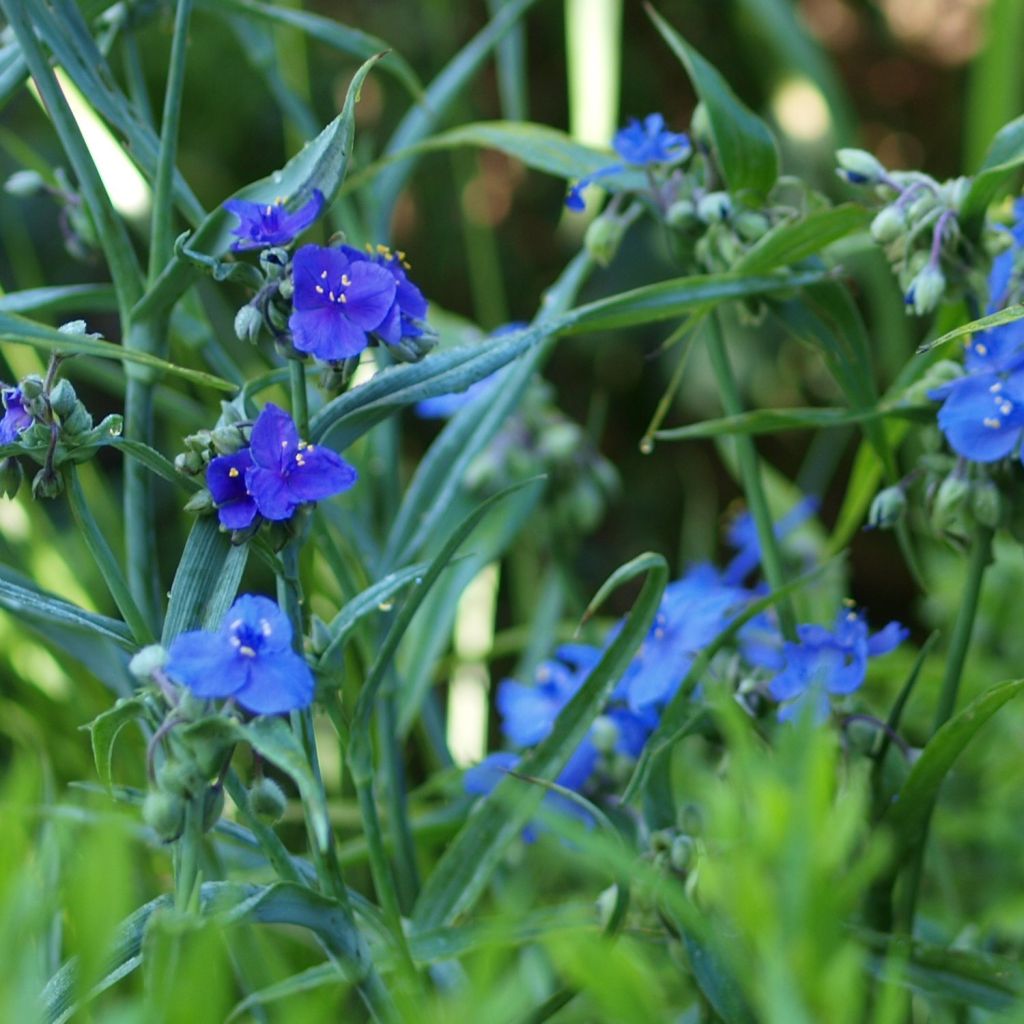 Tradescantia andersoniana Isis