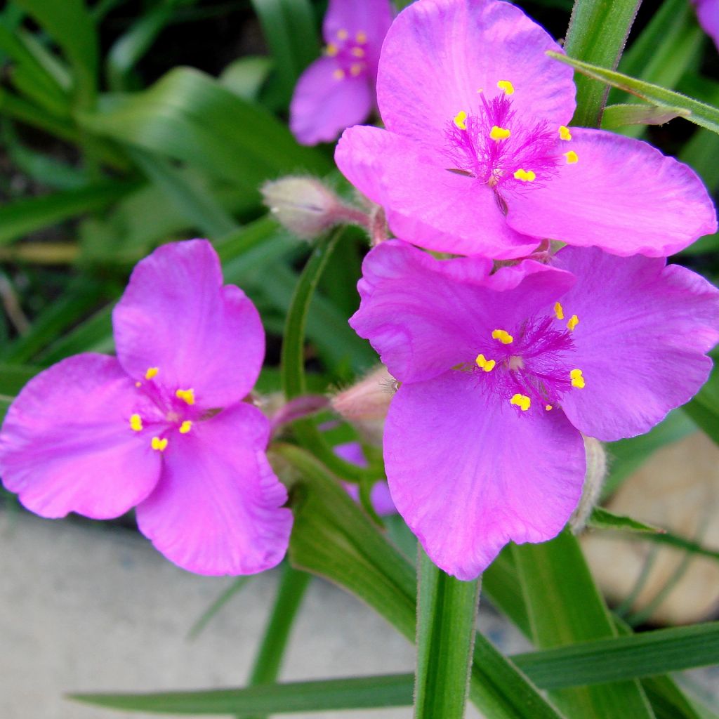 Tradescantia andersoniana Karminglut