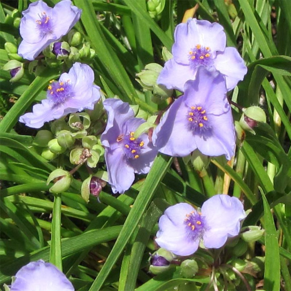 Tradescantia andersoniana Little Doll