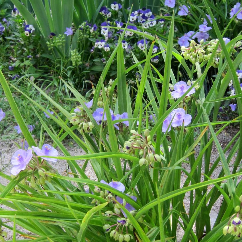 Tradescantia andersoniana Little Doll