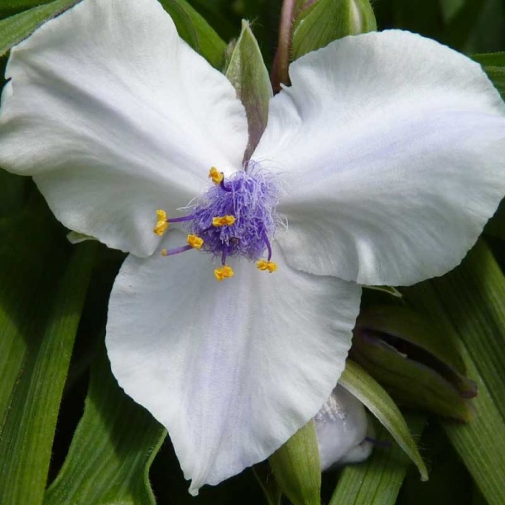 Tradescantia andersoniana Osprey